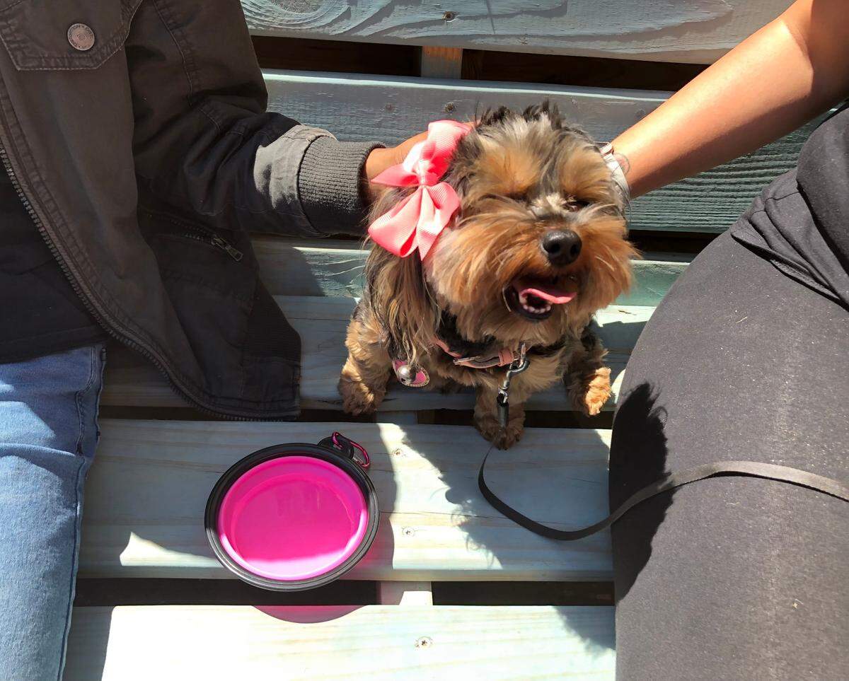 Skyler, a 1-year-old toy Yorkie, relaxes on the patio at Bummz Beach Cafe in Myrtle Beach. Dog-friendly restaurants around the Myrtle Beach area welcome pets on their patios this spring. April 11, 2023.