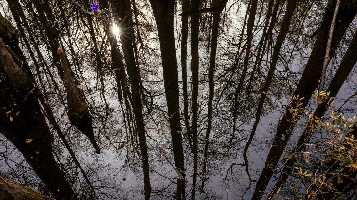 Horry County considers changing development laws to protect wetlands. What to know