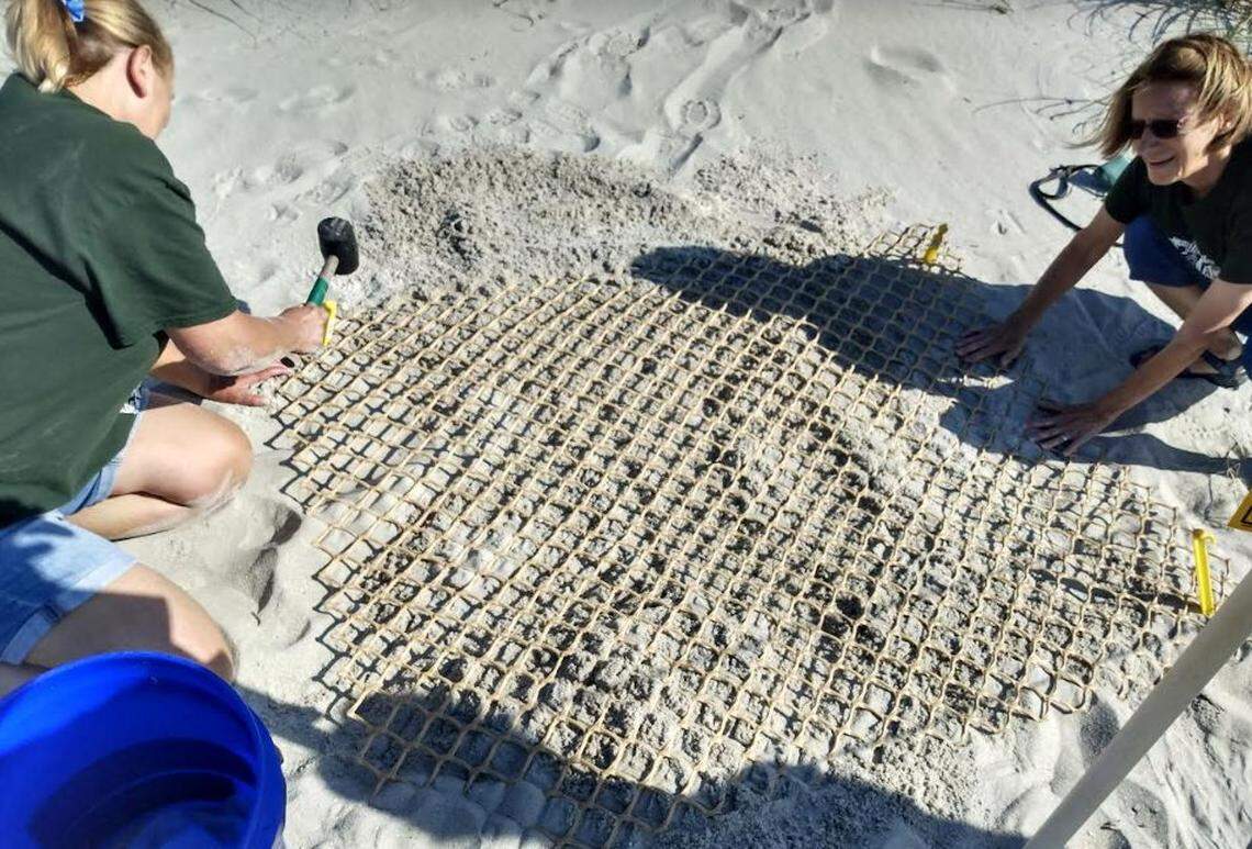A sea turtle nest was relocated at Myrtle Beach State Park during the park’s Sea Turtle Patrol, where people can accompany rangers to check for sea turtle activity.