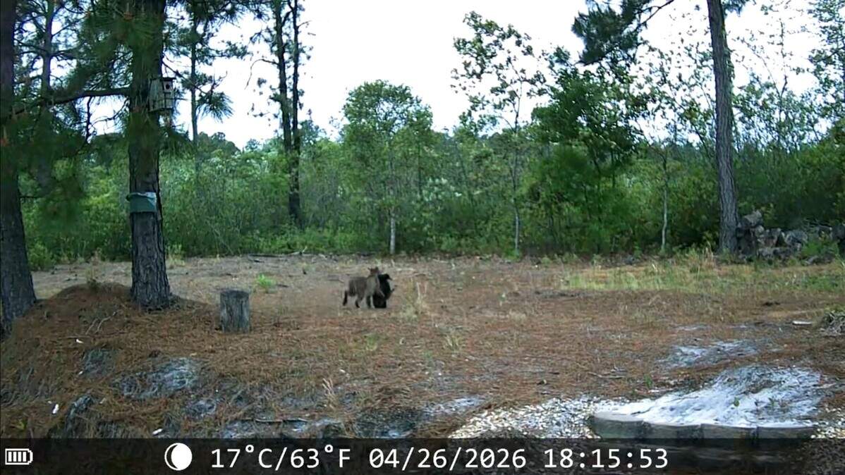 Kevin Leeman, a Conway resident, caught video of a bobcat running in his backyard on April 26, 2026. Bobcats are common in the Coastal Plain of South Carolina, including Horry County.