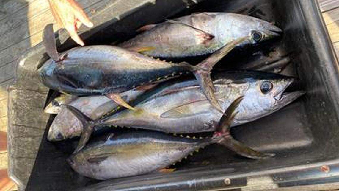 ‘Do we do this planning?’: Strand fishing tournament operators perplexed amid coronavirus