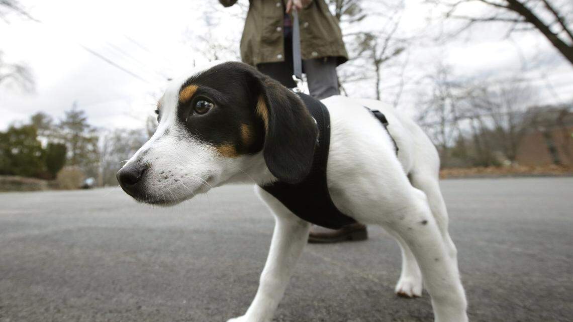 Walking a dog seems simple enough, right? Though, for some it can be very dangerous