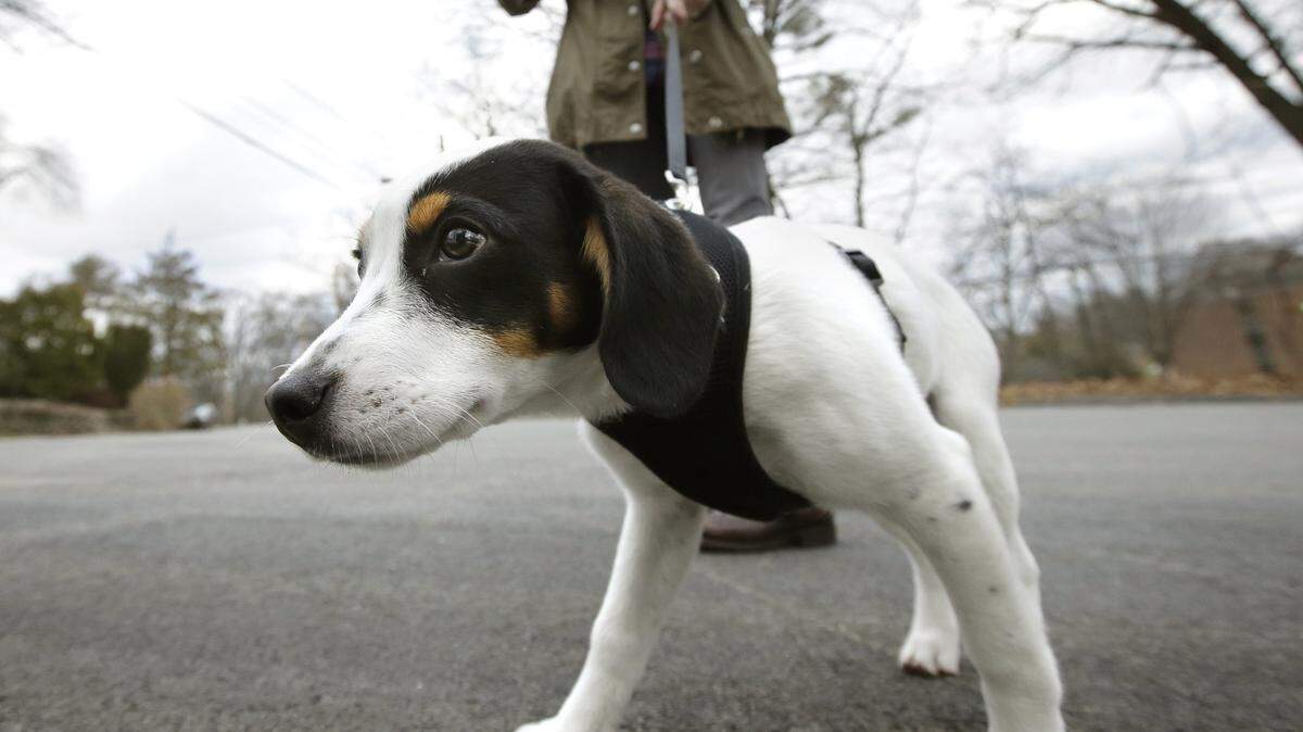 FILE - In this Wednesday, March 29, 2017 file photo, a dog pulls on his leash during a walk in Waltham, Mass. A U.S. study released on Wednesday, March 6, 2019, suggests broken bones from falls while dog-walking are on the rise among older adults and hip fractures are among the most common injuries. Doctors recommend assessing your strength and balance, and Fido’s obedience, before embarking on those healthful outings. (AP Photo/Steven Senne)
