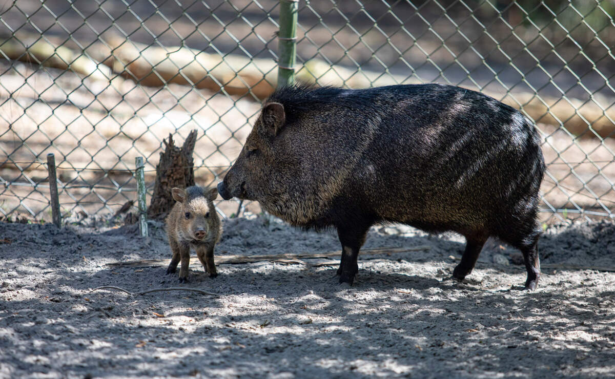 A wild hog and her young walk together inside a chain link fence at the Waccatee Zoo in the Socastee area Sunday.