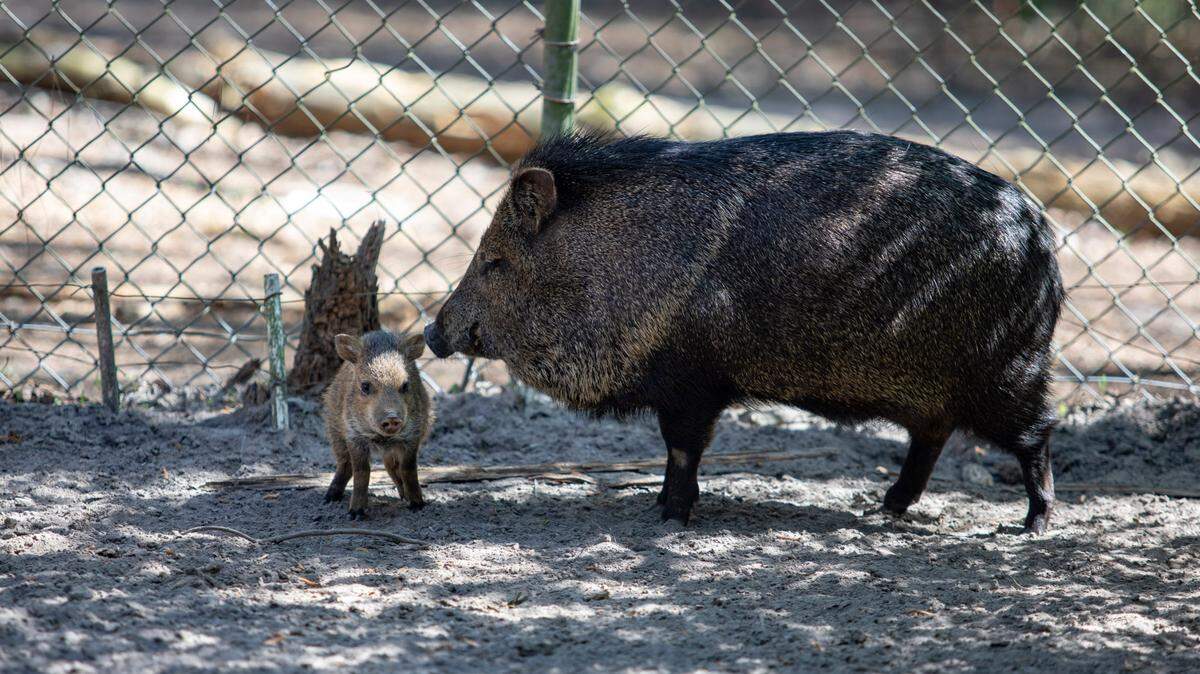 A wild hog and her young walk together inside a chain link fence at the Waccatee Zoo in the Socastee area Sunday, March 24, 2020.