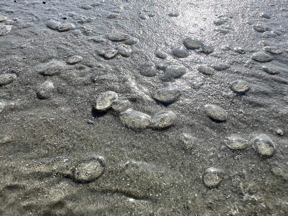 Salps covered the beach at Cherry Grove Point in North Myrtle Beach on Sunday, April 6, 2025.