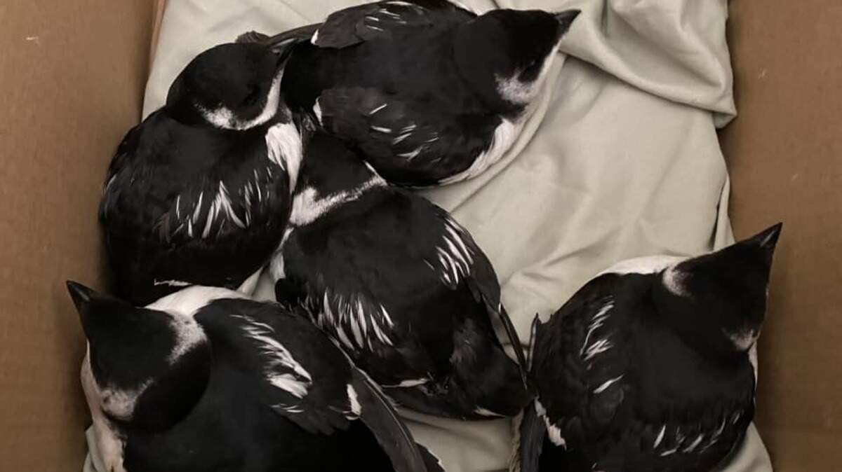 Five dovekies rescued by Kimberly Cerimele, the Myrtle Beach Wildlife Rescue Center executive director. There have been at least 15 found in the Grand Strand area.