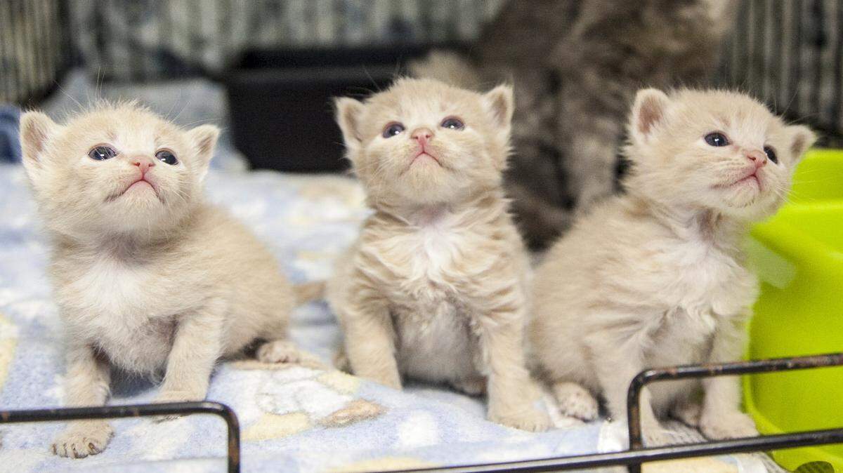 Grand Strand Humane Society