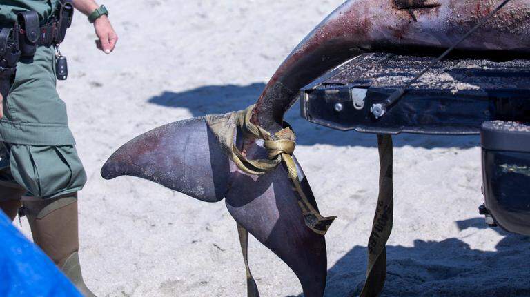 Pregnant whale washes up on Grand Strand beach. What happened to it?