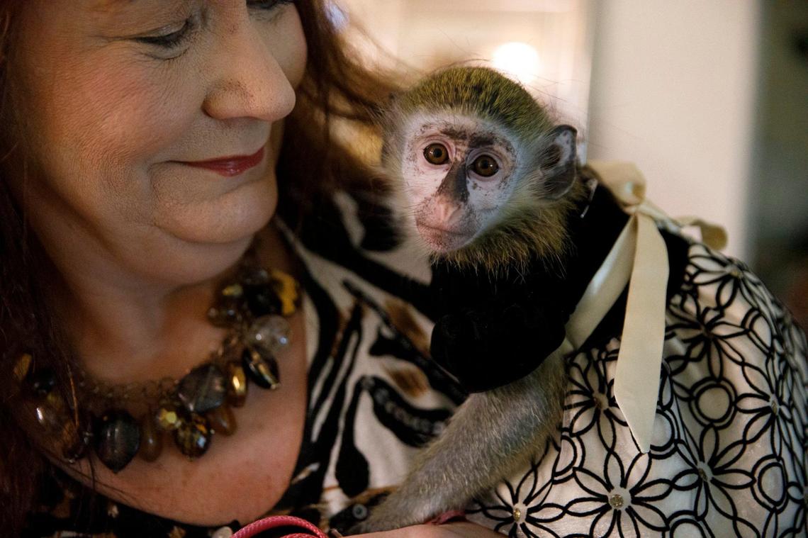 Brenna, a vervet monkey, sits on owner Donna Greenough Cantalupo’s shoulder. She and husband Guy Cantalupo hosted a monkey play date at their home in Longs, S.C. on Wednesday. The Cantalupos own Brenna, a vervet and Sisco, a marmoset. Oct. 9, 2024.