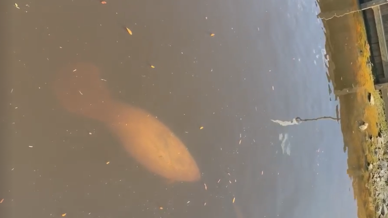 ‘We were shocked’: Baby manatee spotted swimming around Conway marina
