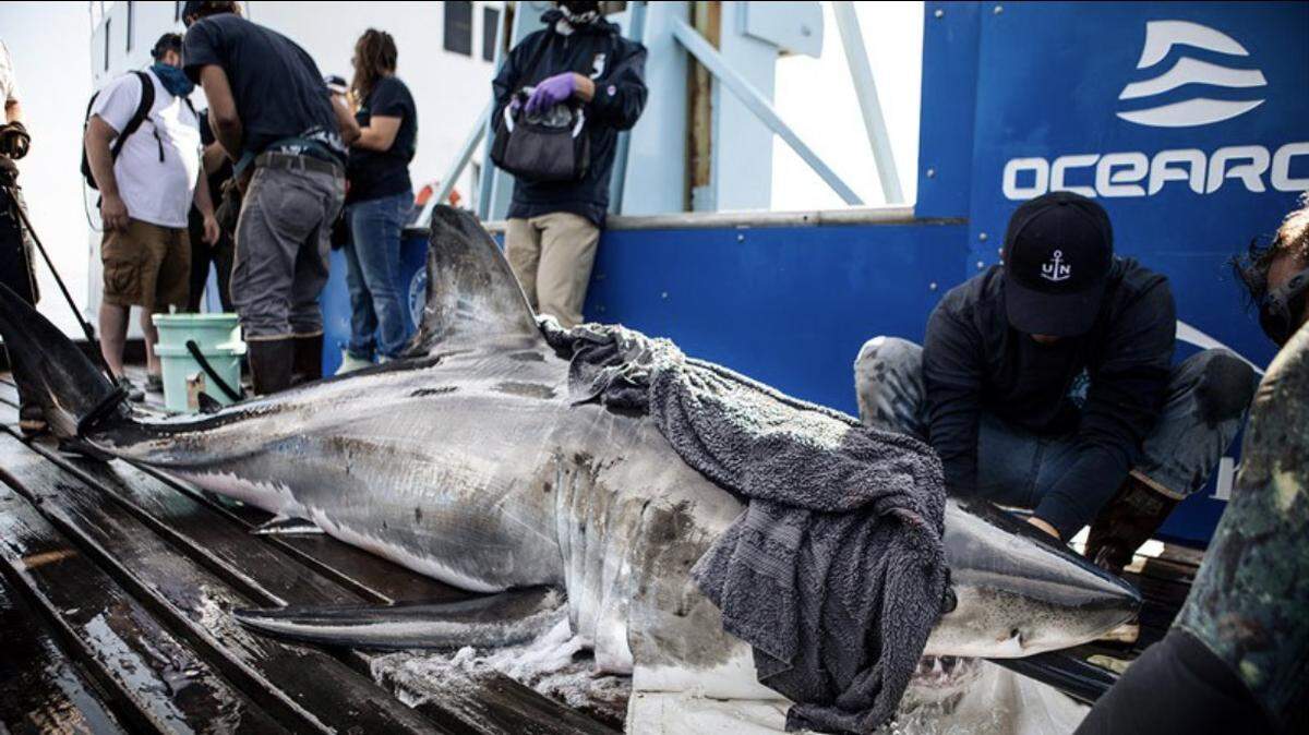 A Great White shark, Andromache, was tracked by the research group OCEARCH off the coast of Myrtle Beach Sept. 23. The female juvenile shark has been tracked along the Grand Strand since 2020.