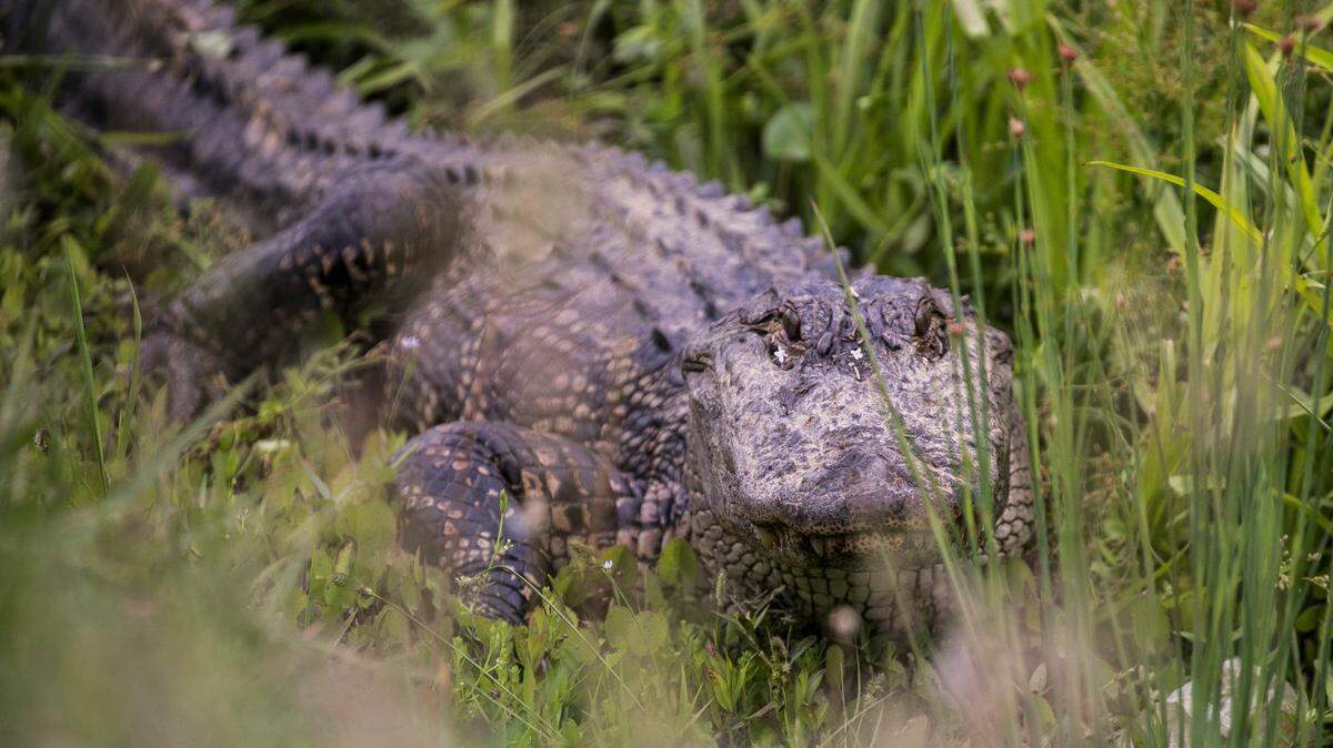 Alligators, like this one that crossed U.S. 17 Bypass in Myrtle Beach in 2019, have strong homing instincts.