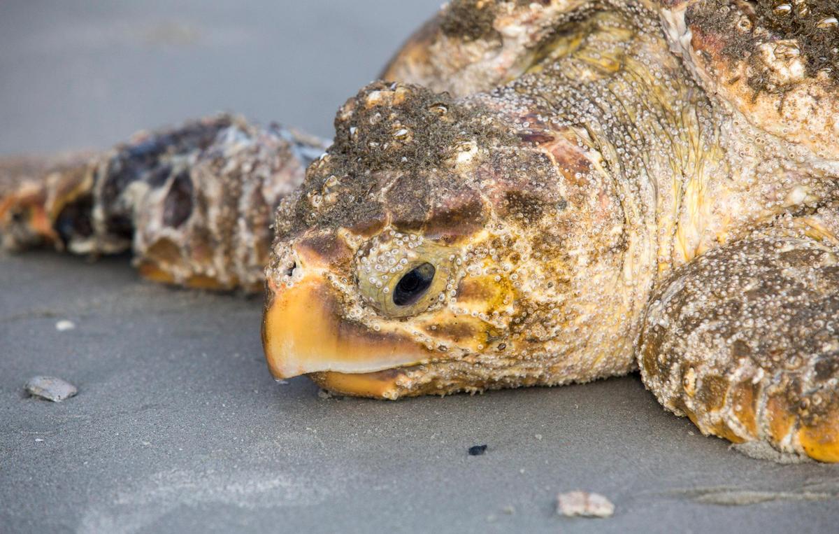 A large Loggerhead Sea Turtle sits on the shore between 65th and 66th Avenue North in Myrtle Beach. Myrtle Beach rescuers and the South Carolina United Sea Turtle Enthusiasts tried to save the Sea Turtle with Debilitated Turtle Syndrome Friday. It was taken to the Sea Turtle Care Center at the South Carolina Aquarium.