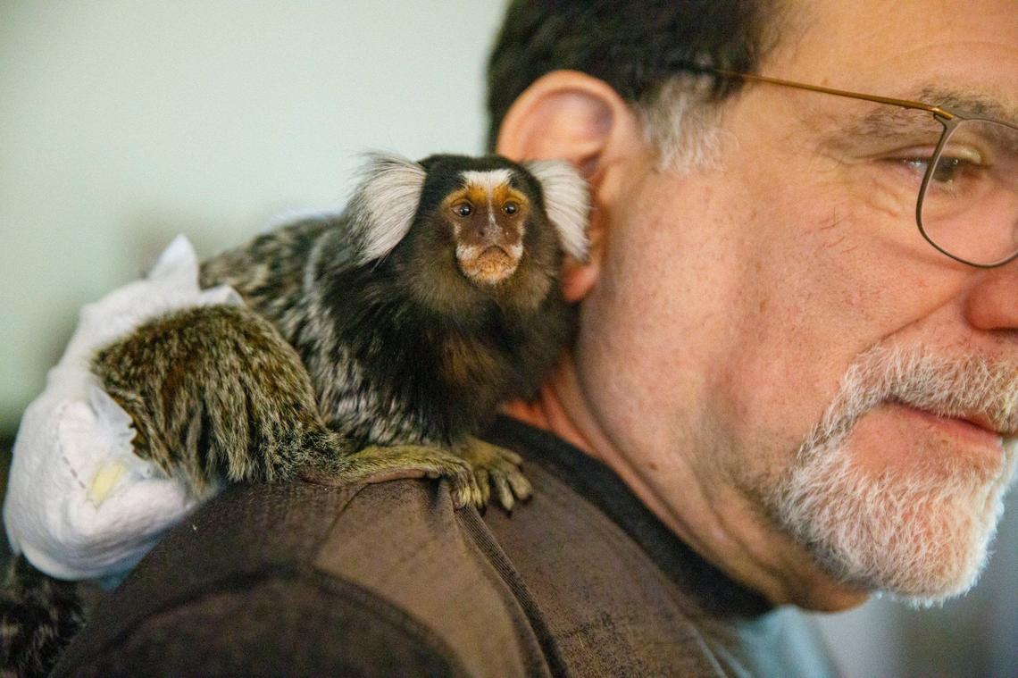 A marmoset monkey named Sisco sits on Guy Cantaloupe’s shoulder. Donna Greenough Cantalupo and husband Guy Cantalupo hosted a monkey play date at their home in Longs, S.C. on Wednesday. The Cantalupos own Brenna, a vervet and Sisco, a marmoset. Oct. 9, 2024.
