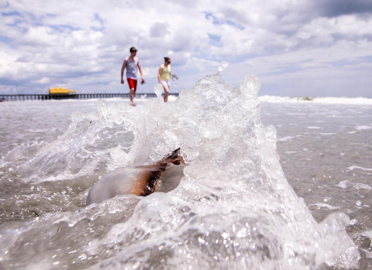 Cannonball jellyfish wash ashore after days of onshore winds and current. Cannonball jellyfish are usually harmless to humans. May 13, 2019.
