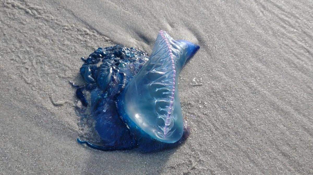A blue marine creature made up of several organisms wowed many Facebook users after a photo was posted of one in Pawleys Island.