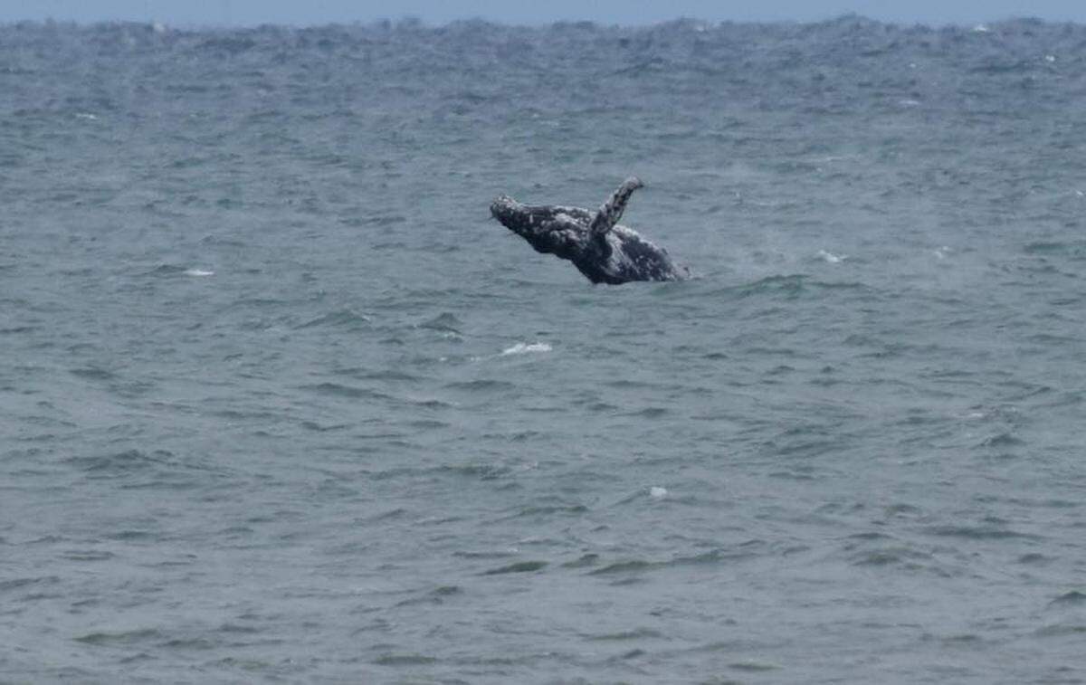 Humpback whales, like this one seen off the coast of Myrtle Beach in 2018, can be spotted traversing South Carolina waters in the winter.