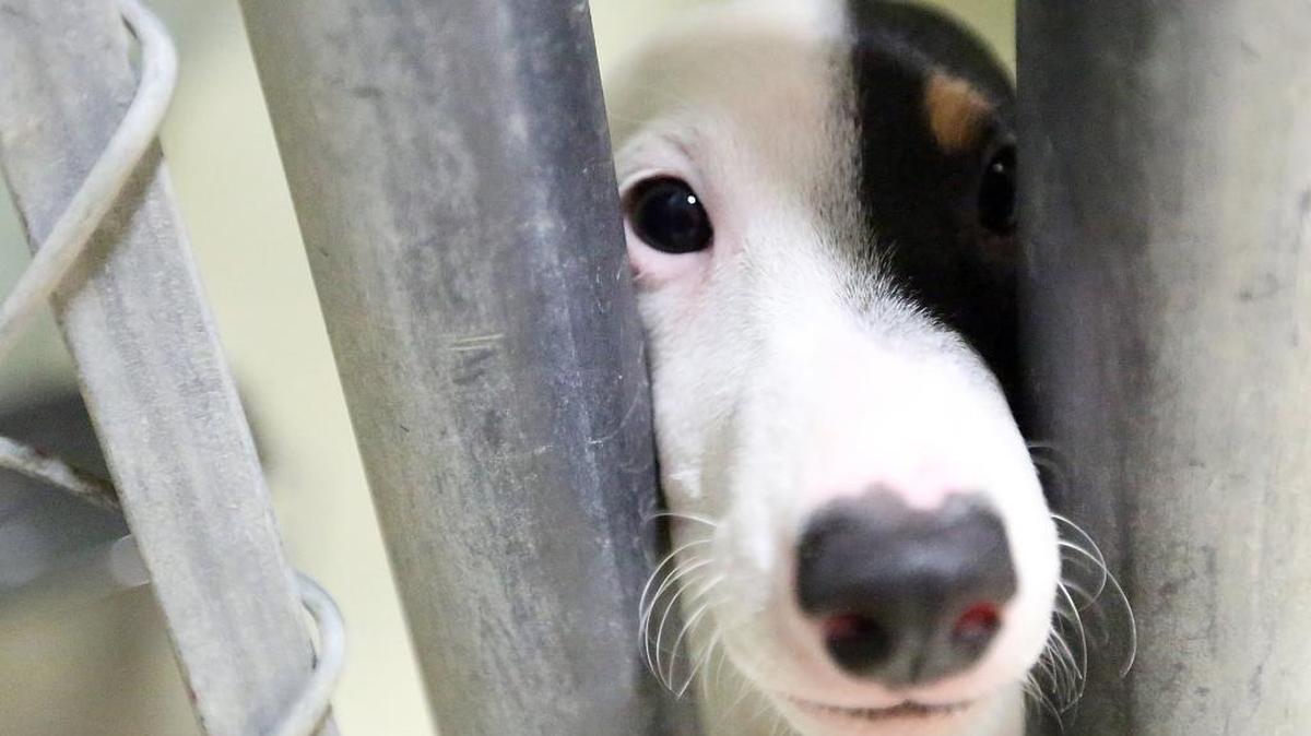 The Sun News file photo of a dog housed at Horry County Animal Care Center -