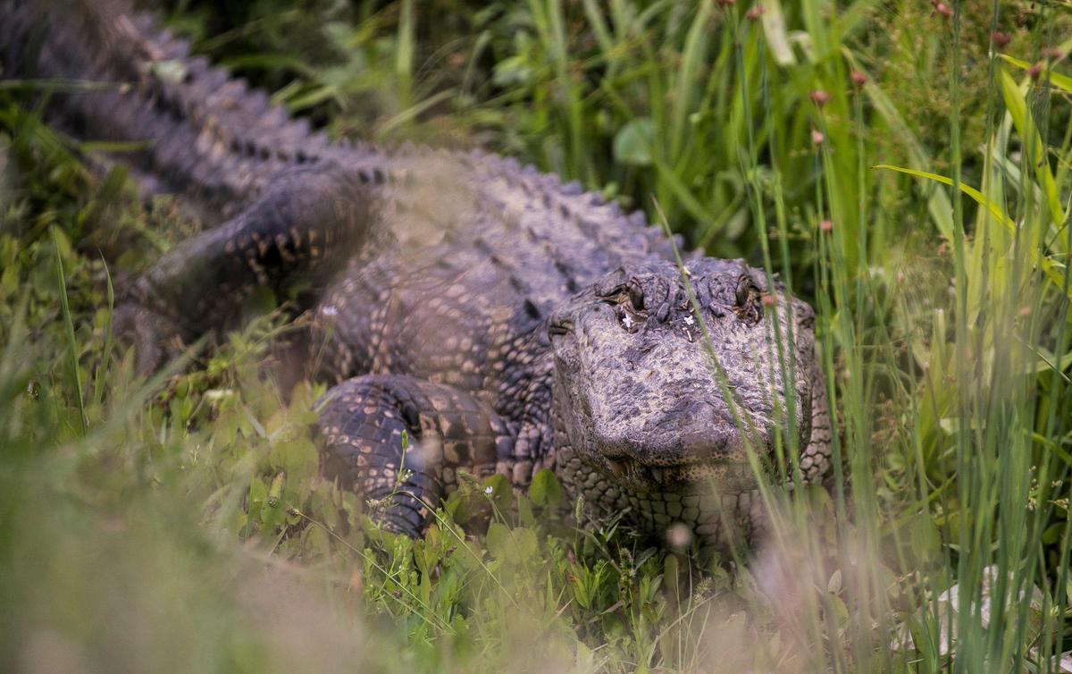An approximately six foot long alligator that reportedly made his way across U.S. 17 Bypass in Myrtle Beach, traveled the ditch in front of businesses off Fred Nash Boulevard before stopping to rest in a roadside culvert on Friday. May 02, 2019.