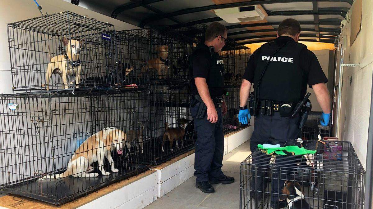 Horry County Police seized more than two dozen dogs in animal abuse case Wednesday morning.