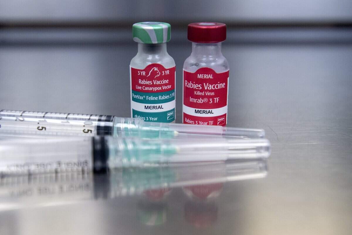 Rabies vaccines.