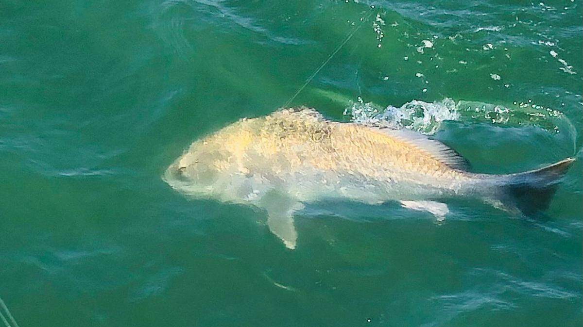 A black drum weighing an estimated 80-90 pounds swims on the surface just off the gunwale of Micah Young’s boat, Sunshine and Whiskey, before being released.