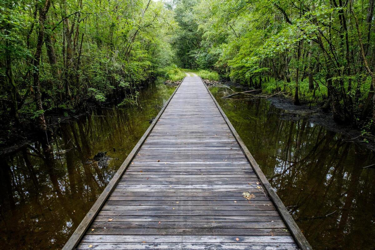The Black Water Cypress Preserve is one of twelve public and private parks along the Black River Water Trail & Park network which stretches 70 miles from Kingstree, S.C. to near Georgetown, S.C. This preserve is expected to serve as a model for the development of the first new state park in South Carolina in over twenty years. June 28, 2022.