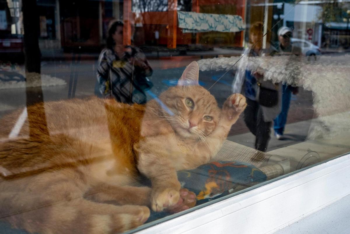 A cat named ‘Leroy’ sits in the window of the the Purr and Pour cat cafe’ in Georgetown, S.C. where visitors can play with over a dozen felines that are up for adoption through Saint Frances Animal Center while having a beverage of choice. January 18, 2023.