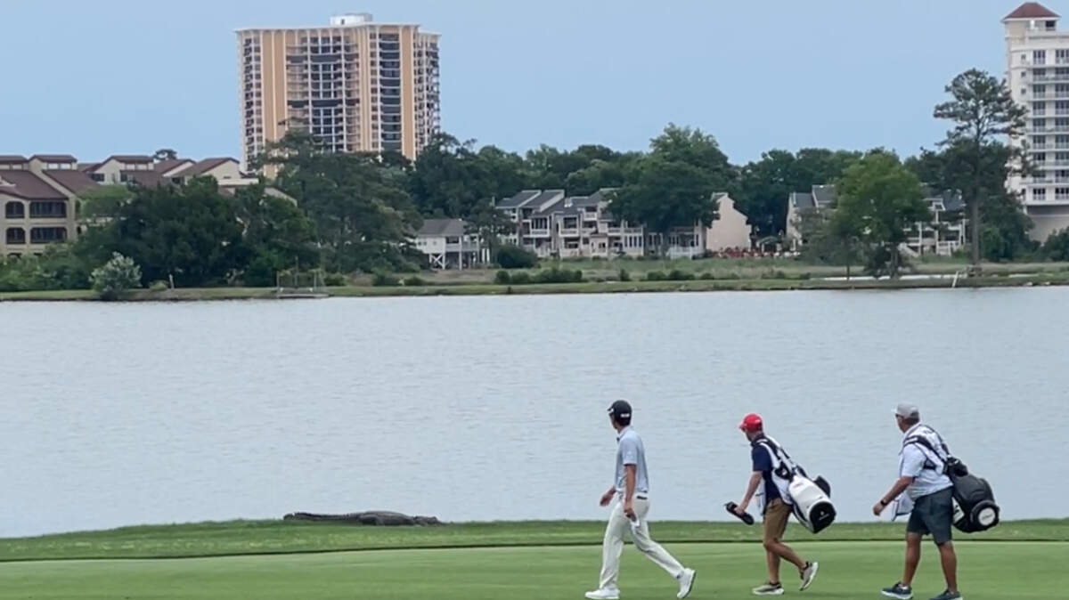 Golfers walk around a sun-bathing alligator on the 13th hole of the Dunes Golf & Beach Club during the second day of the Myrtle Beach Classic on May 10, 2024. Alligators and fearless, fox squirrels made their presence known during the Myrtle Beach Classic