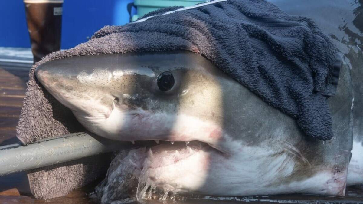 A white shark named Hali was tracked off the coast of Georgetown County over the weekend.