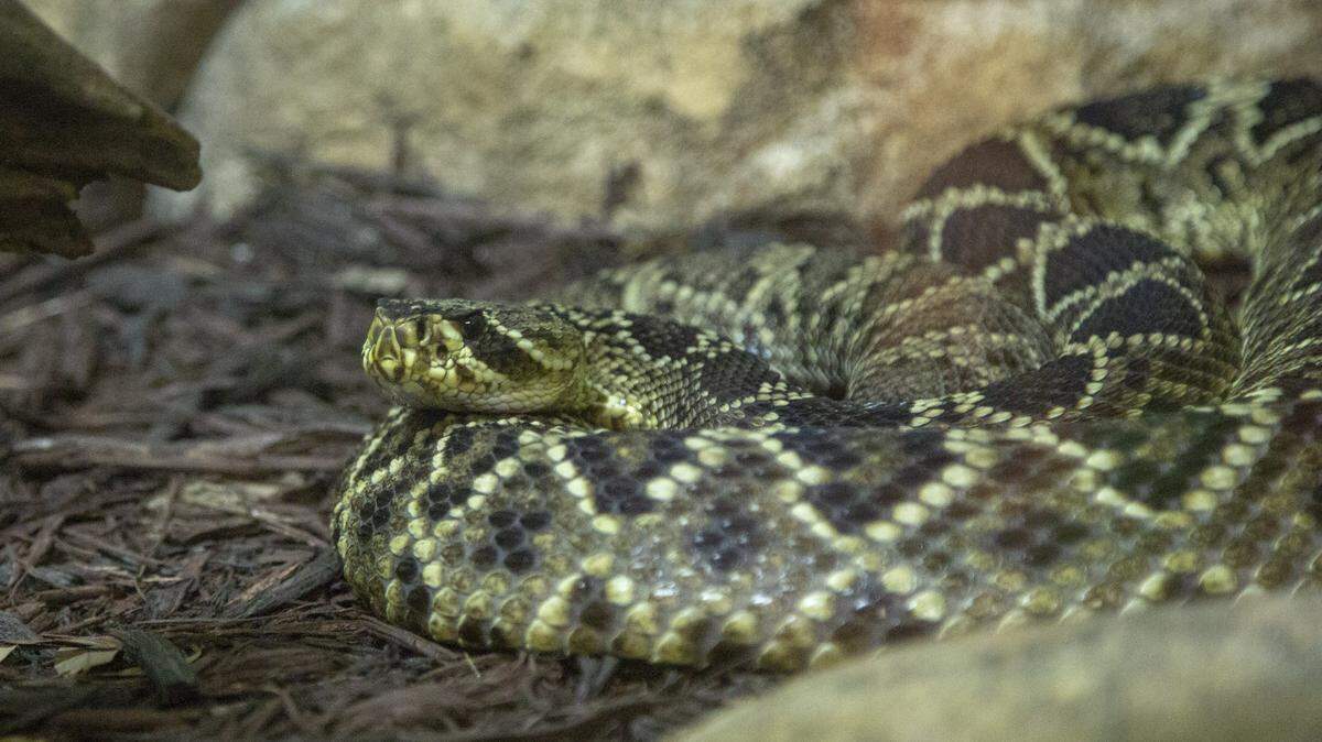 The rattlesnakes in South Carolina are the eastern diamondback, timber and pigmy rattlesnakes.
