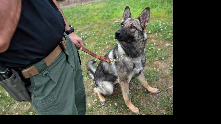 Horry County Public Safety Dogs