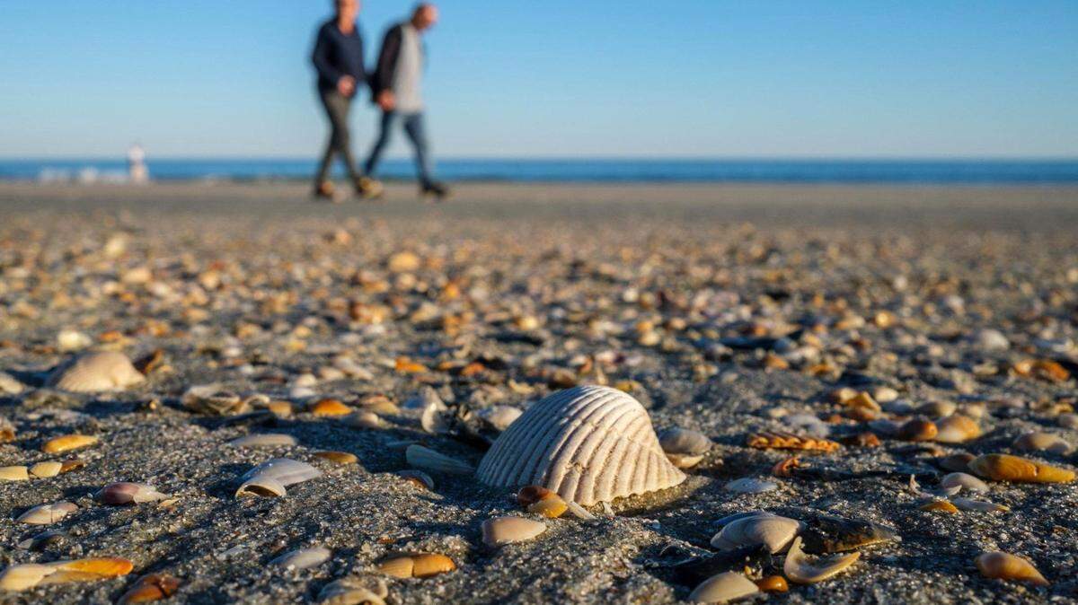 A Facebook post this week said Holden Beach officials were planning to ban non-residents from collecting shells at the popular beach. Tuesday, Nov. 10, 2021.
