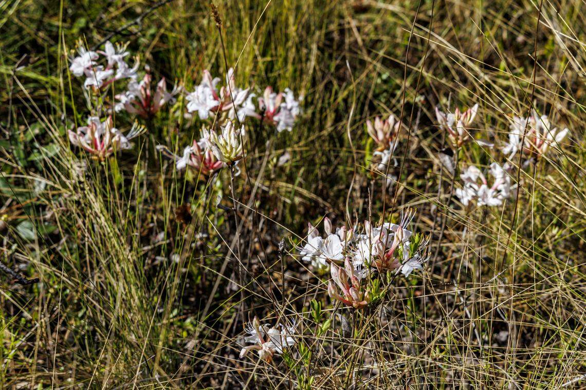 Wild azaleas are just one of the species of wild flower that grows around the Carolina Bays of the Lewis Ocean Bay Heritage Preserve near Myrtle Beach, SC. The 10,400 acre preserve part of a string of Carolina Bays and one of few places in the world where the Venus Flytrap grows natively as along side pitcher plants and other carnivorous plants. April 10, 2026.