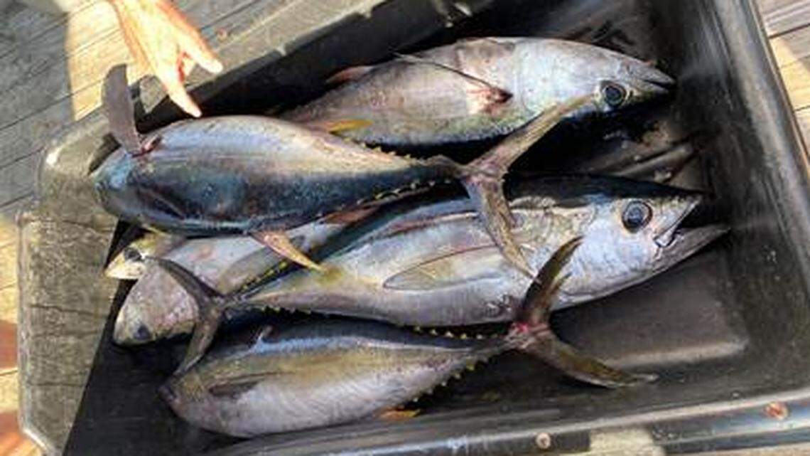 Carolinas fishing tourney directors assess how to run events during COVID-19 restrictions