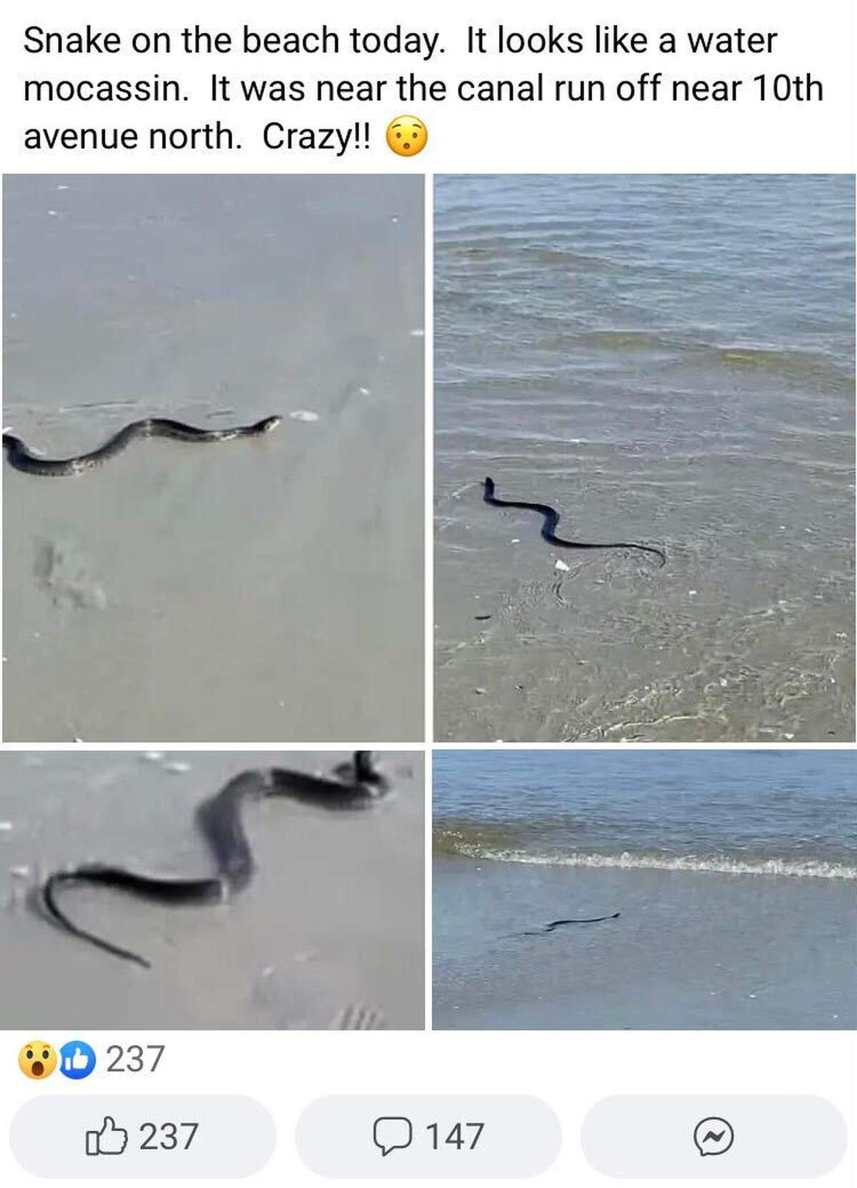 Screenshot of post by user Crystal in the Surfsiders Facebook Group. This snake, believed to be an eastern garter snake, was spotted in the water near 10th Ave. North in Surfside Beach, SC on Saturday. May 6, 2023.