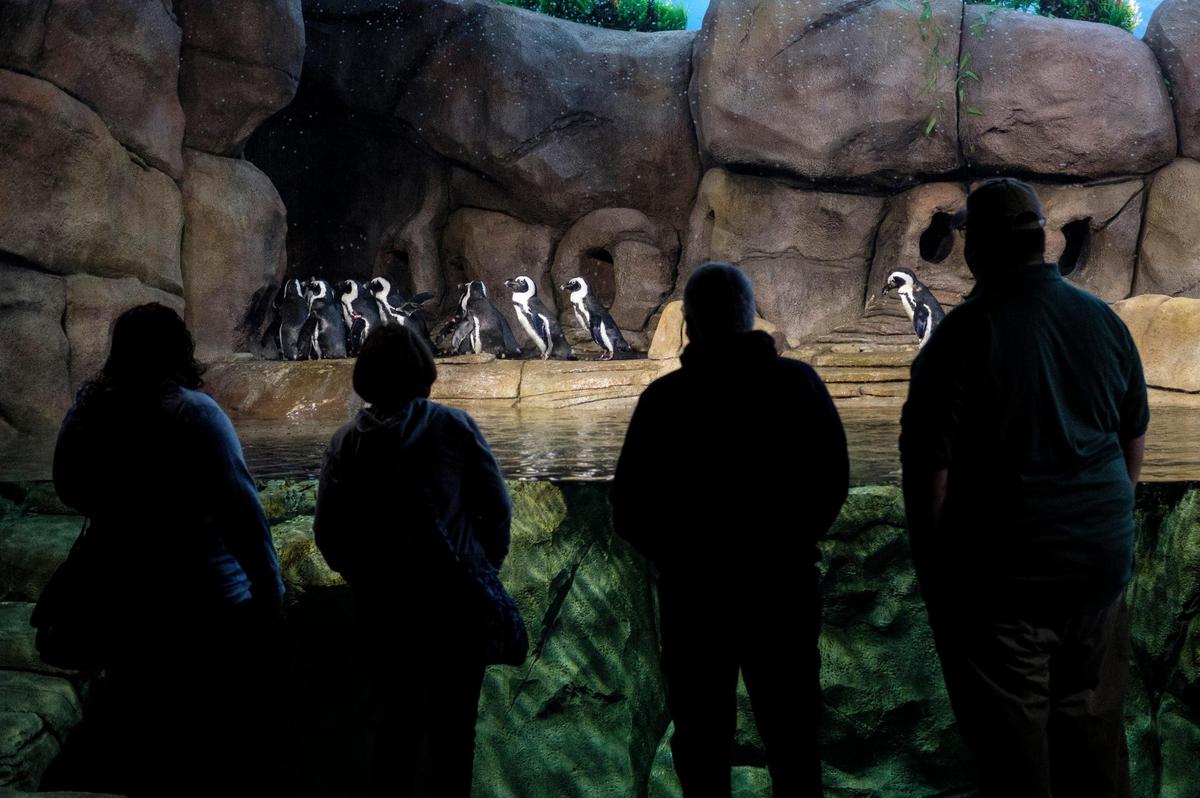 The penguin exhibit at Ripley’s Aquarium in Myrtle Beach is home to 20 African Penguins. December 9, 2020.