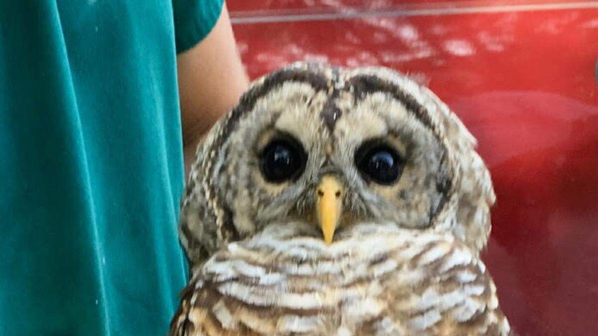 Keenan Freitas of the Avian Medical Clinic holds the recovered owl before letting him fly away.