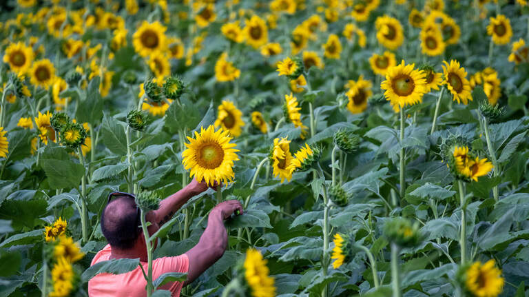Sunflower picking at Southern Palmetto Farms