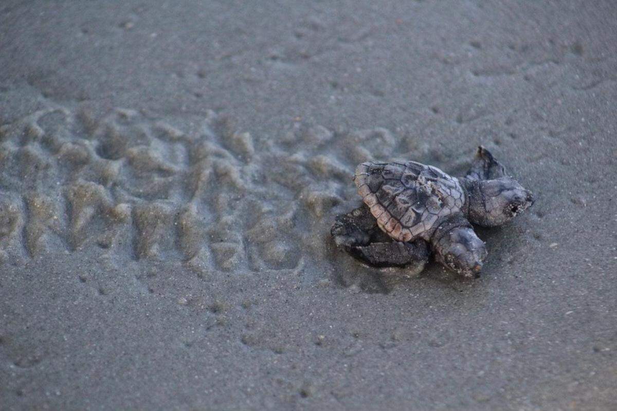 A two-headed baby loggerhead sea turtle crawls out to the ocean. It was found in Garden City by a group of volunteers who keep an eye on the Myrtle Beach area’s sea turtle nests.