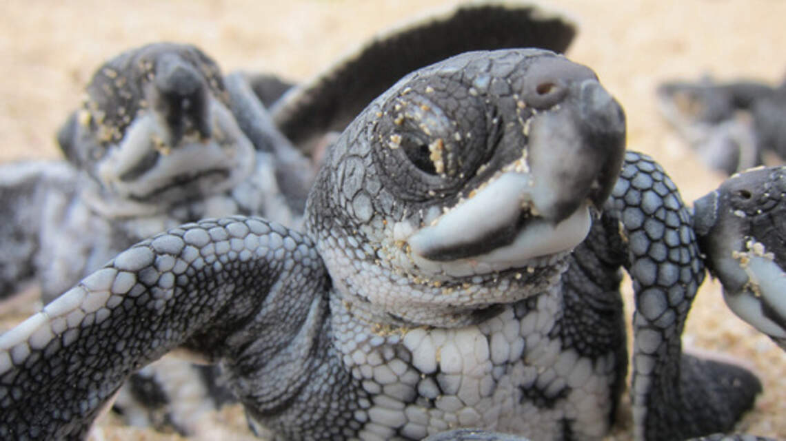 Researchers are ‘fingerprinting’ baby sea turtles. Here’s what they hope to learn