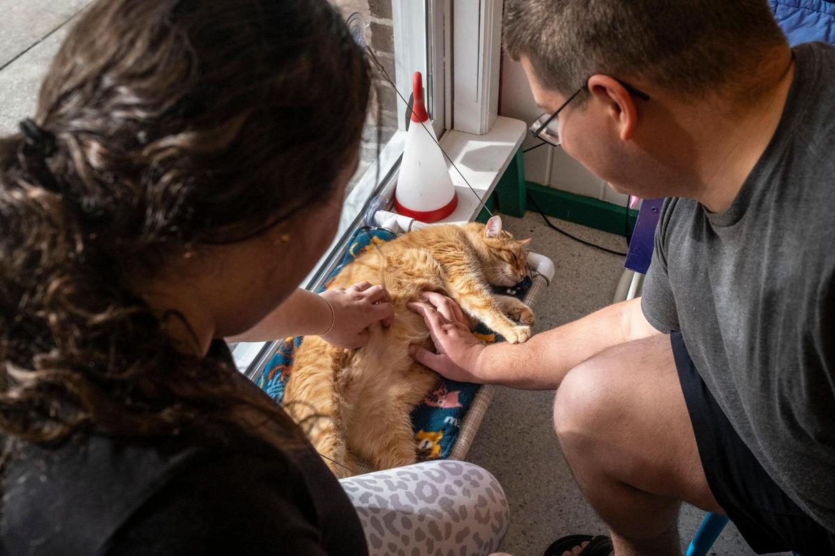 Visitors to the Purr and Pour cat cafe’ in Georgetown, S.C. can play with over a dozen felines that are up for adoption through Saint Frances Animal Center while having a beverage of choice. January 18, 2023.