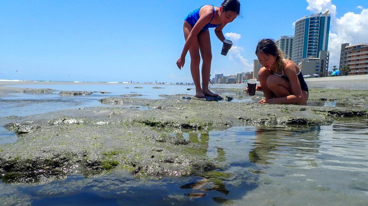A fossilized sea rock bed is exposed at low tide just South of the 2nd Avenue Pier in Myrtle Beach, S.C. Scientist say the rock, often covered by shifting sands, is over 80,000 years old. Aug. 1, 2023.