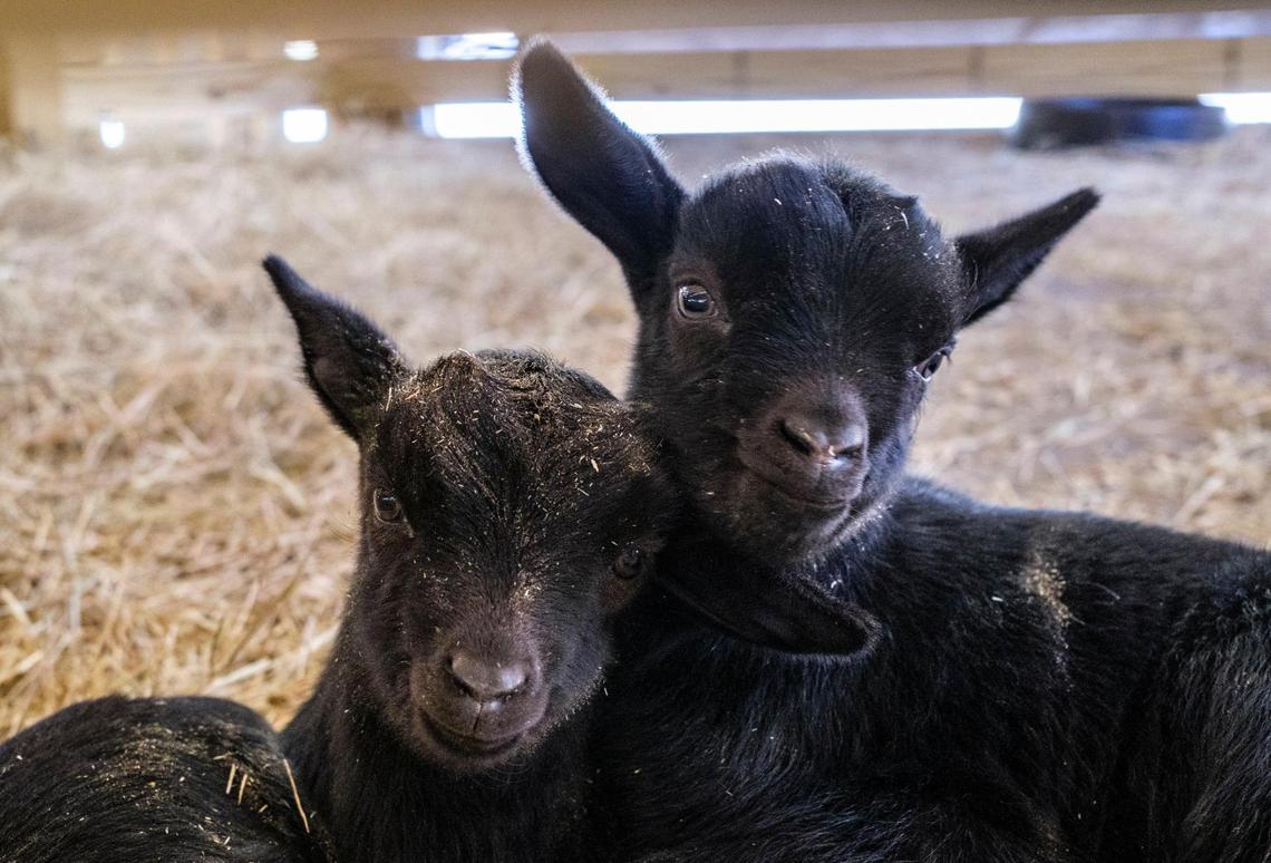 The first baby goats of the season were born at Brookgreen Gardens Lowcountry Zoo last week. The kids were named “Kreature,” “Dobby,” and “Winky” after Harry Potter Characters. March 14, 2022.