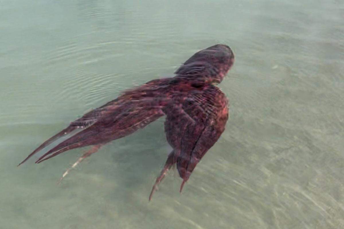 Heather Leon of Longs, S.C. got photos and video of this common octopus (Octopus vulgaris) swimming in the shallows of Cherry Grove Point in North Myrtle Beach. Despite the name, it’s rare to see an octopus this close to shore during the winter. Jan. 20, 2021.