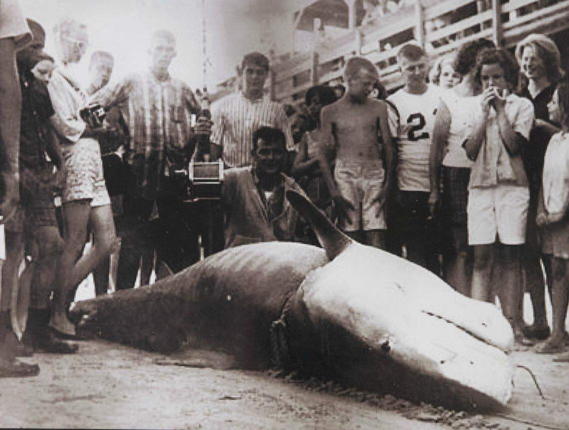 A world record tiger shark was caught off the Cherry Grove Pier in 1964.
