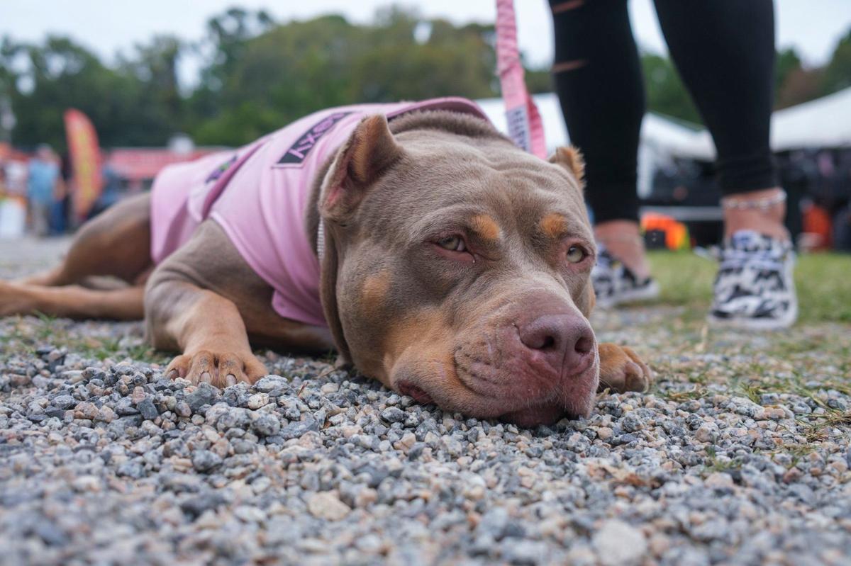 A pitt bulldog in a pink biker’s vest rest during events at The Beaver Bar in Murrells Inlet Friday night. Bikers brought their animals including dogs, and even a ring tailed lemur to the bars during Myrtle Beach Bike Week’s Fall Rally. Oct. 4, 2024.