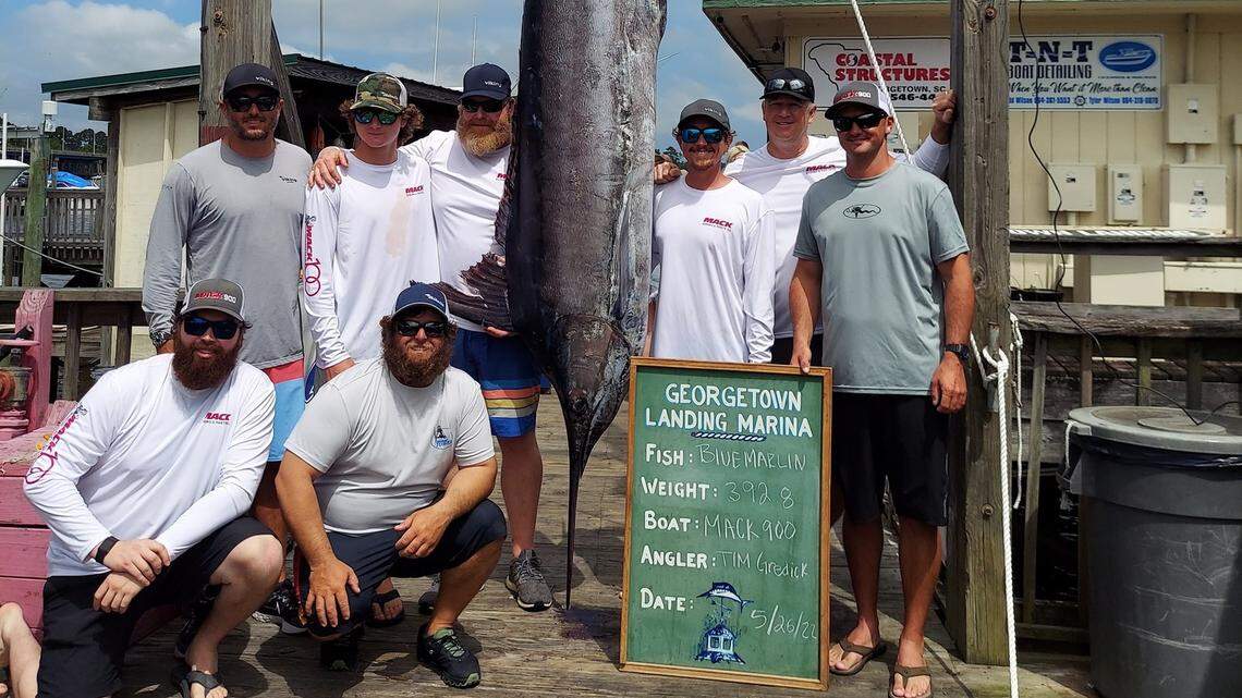 392.8-pound blue marlin weighed in at Georgetown Landing Marina on opening day