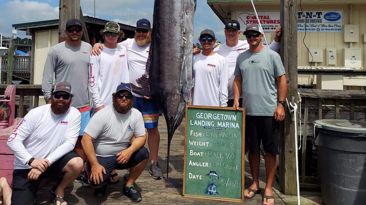 The crew of  Mack 90 shows off a 392.8-pound blue marlin weighed in at Georgetown Landing Marina during opening day of the 54th annual Georgetown Blue Marlin Tournament Thursday.